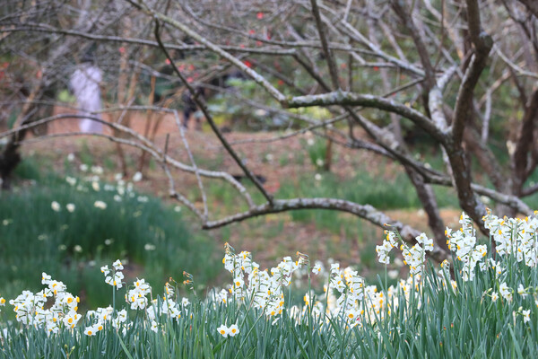 16일 오전 제주시 한림읍 한림공원에 수선화가 활짝 피어 오가는 눈길을 끌고 있다. /연합