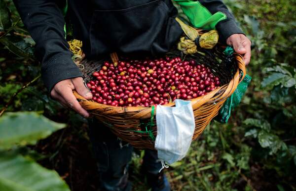커피 원두 가격 상승에 따라 올해에도 세계 각지에서 커피값 인상이 줄이을 전망이다. 사진은 스타벅스에 원두를 공급하는 니카라과 마타갈파의 한 커피 농장. /연합