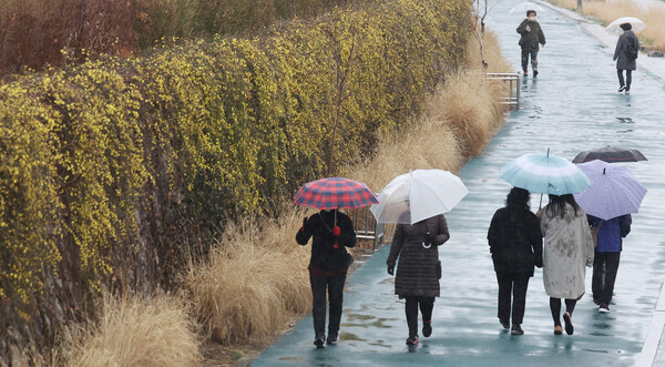 서울 지역에 비가 내린 14일 오후 서울 성북구 보문동 성북천 산책로 담벼락을 따라 노란 영춘화가 피어 있다. /연합