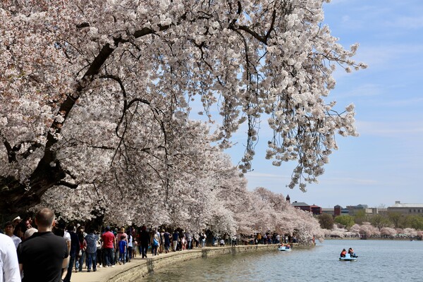 워싱턴DC의 벚꽃축제. 1912년 일본이 기증한 3000그루 벚나무로 출발해 해마다 장관을 이룬다. 해마다 전 세계에서 수만명이 찾는다. /임명신 기자