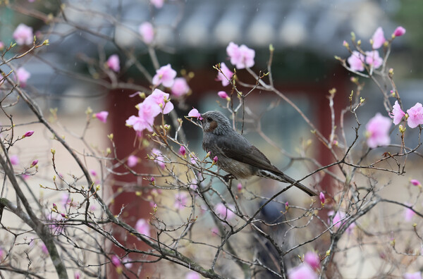 봄비가 내린 30일 오후 서울 덕수궁에서 직박구리가 진달래꽃을 먹고 있다. /연합