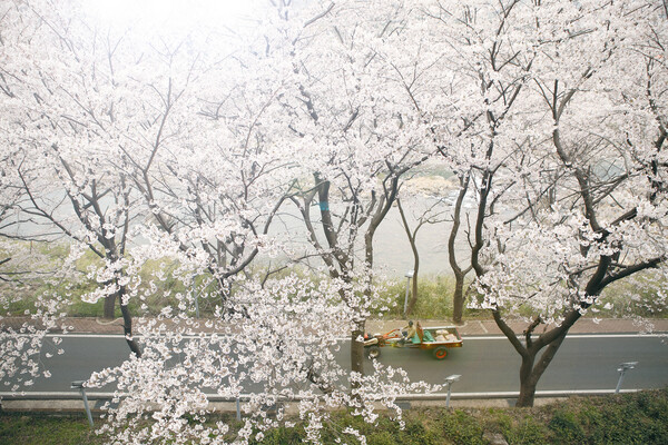 하동 벚꽃마을.