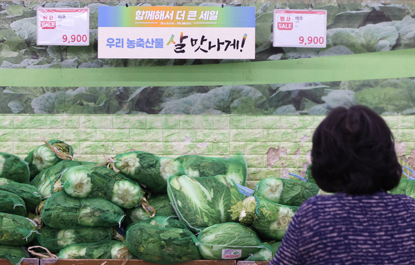 김장철을 앞두고 배춧값이 천정부지로 치솟으면서 소비자들의 시름이 깊어지고 있다. 서울 서초구의 한 대형마트에서 소비자가 배추를 고르고 있다. /연합