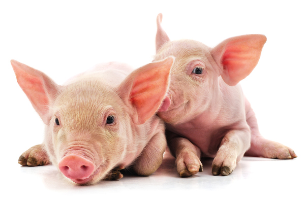 한 집단에 속한 돼지들은 두 마리의 돼지가 싸울 때 주변의 돼지가 개입해 싸움 중인 돼지들의 공격성과 불안감을 낮추는 사회 정서적 조절 능력을 발휘할 수 있다는 연구결과가 나왔다.