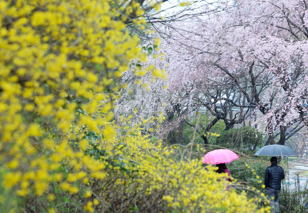 봄비가 내린 25일 오후 부산 해운대구 한 거리에 활짝 핀 개나리와 벚꽃 사이로 우산을 쓴 시민들이 지나가고 있다. 부산 지역은 이날 벚꽃이 공식 개화했다. /연합