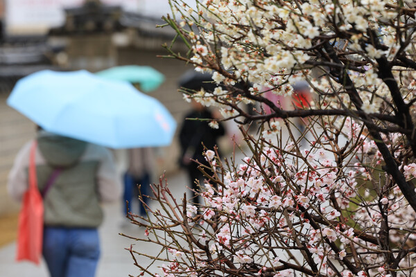 전국 곳곳 비가 내린 25일 오후 서울 종로구 운현궁 인근에서 우산을 쓴 시민들이 이동하고 있다. /연합