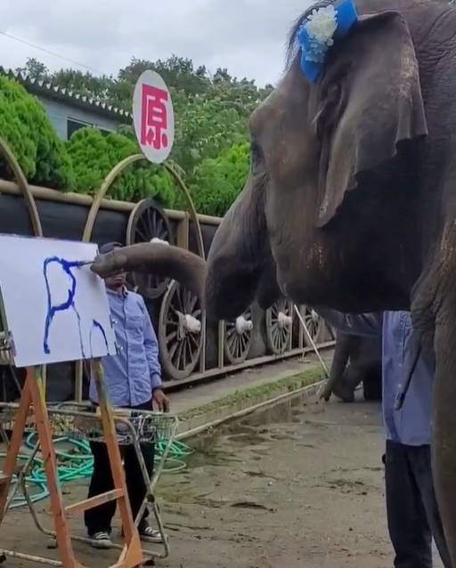 동물원 ‘이치하라 조우노쿠니‘의 코끼리가 그림을 그리는 모습. /동물원 X 캡처