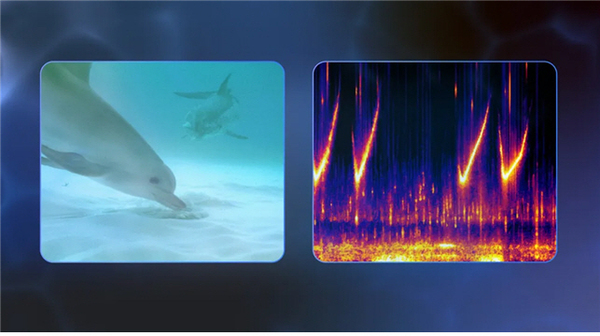 어미 돌고래가 먹이를 찾는 새끼를 관찰하고 있다. 어미는 새끼가 먹이를 다 먹으면 특유의 휘슬을 불어 새끼를 다시 불러들인다(왼쪽) 이때의 휘슬을 시각화한 스펙트로그램(오른쪽). /구글