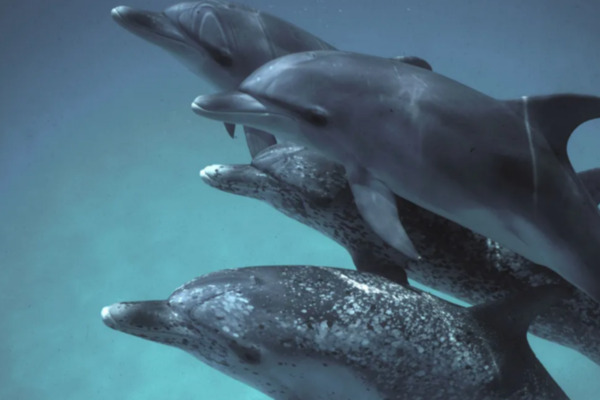 언어 분석의 대상인 대서양점박이돌고래. /구글