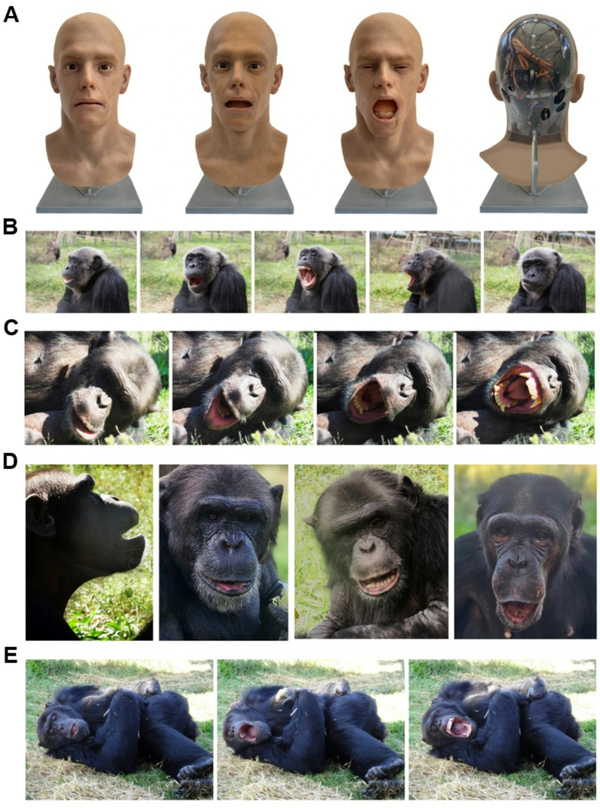 안드로이드(A)의 하품하는 모습을 본 침팬지들은 하품을 따라 하거나 잠을 자기 위해 눕는 행동 등을 보였다. 무생물에 의한 ‘하품 전염’이 과학적으로 입증된 것은 이번이 처음이다. /논문 캡처
