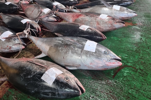 영덕서 잡힌 대형 참다랑어. /연합