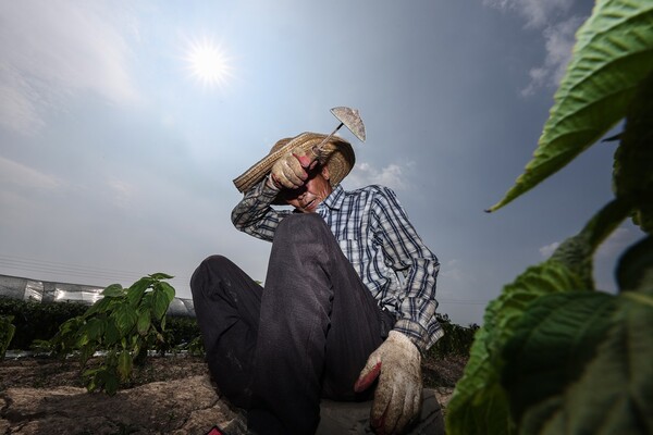 지난 8일 경북 고령군 다산면 한 밭에서 농민이 잡초 뽑는 작업을 하다 땀을 닦아내고 있다. /연합
