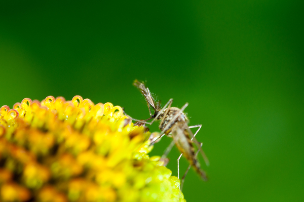 국제 연구팀이 꽃향기를 내뿜어 모기를 유인한 뒤 감염시켜 죽이는 곰팡이를 개발했다. 이는 살충제 내성 문제에서 자유로운 자연의 원리를 이용한 새로운 방제 기술로 주목받고 있다. /게티이미지