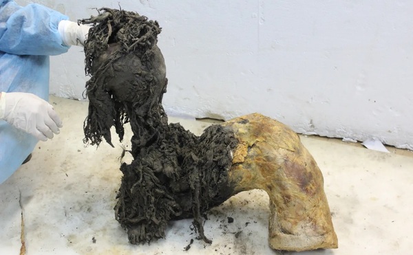 러시아 시베리아 북동부 영구동토층에서 발견된 3만9000년 전 어린 털매머드 ‘유카(Yuka)’의 한쪽 다리. 연구팀은 보존 상태가 매우 좋은 다리 아랫부분의 피부를 제거한 후 고대 RNA 분자를 채취해 분석했다. /Valeri Plotnikov